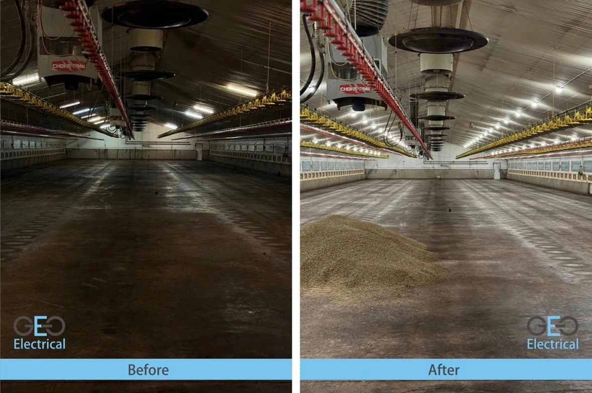 Before-and-after of a poultry house LED lighting upgrade